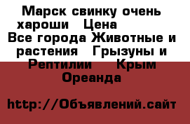 Марск свинку очень хароши › Цена ­ 2 000 - Все города Животные и растения » Грызуны и Рептилии   . Крым,Ореанда